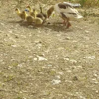 جوجه غاز و غاز بالغ یک ساله