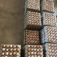 تخم مرغ محلی