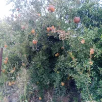 فروش زمین و باغ|فروش زمین و ملک کلنگی|سراب میمه, |دیوار