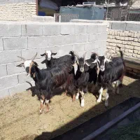 بزوبزغاله فروشی