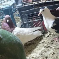 طوقی|پرنده|نرماشیر, |دیوار