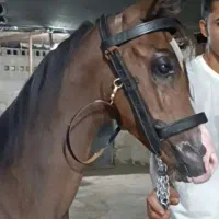 اسب|اسب و تجهیزات اسب‌سواری|شوش, |دیوار