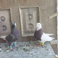 لیلک بزن خوب وکوهی بزن|پرنده|مرودشت, پشت سایپا‎|دیوار