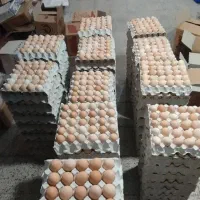 تخم مرغ محلی