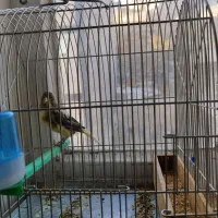 قناری مست|پرنده|سنندج, |دیوار