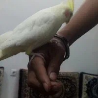 عروس هلندی دستی بازیگوش سخنگو