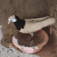 کبوترطوقی پرنده