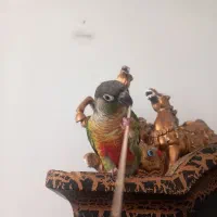 گرینچیک|پرنده|خمینی‌شهر, |دیوار