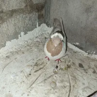 سلام یک عدد کبوتر کله دمبی