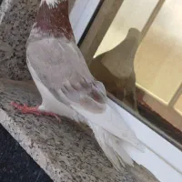 کبوتر شازده ماده پرشی بازیدار مست