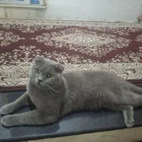 گربه اسکاتیش یک سال معاوضه پی اس