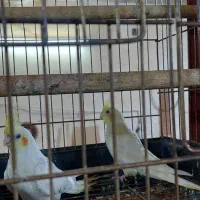 عروس هلندی ۲تا|پرنده|قم, کاسه گران|دیوار