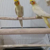 یک جفت عروس هلندی لوتینو مولد باتخم