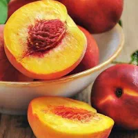 شلیل شبرنگ نهال گلدونی