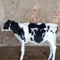 گاو.گوساله ماده هلشتاین خالص ۱۰۰درصد جنس