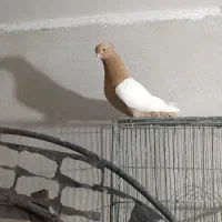 سینه زرد ماده