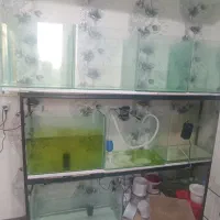 ۸ عدد اکواروم شیشه خم