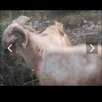 فروش کهره نر در شهرجم