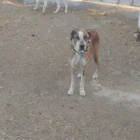 سگ گله افغان|سگ|فشاپویه, |دیوار