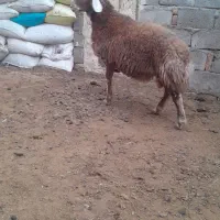 بره نر|حیوانات مزرعه|باسمنج, |دیوار