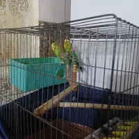 مرق عشق|پرنده|شوشتر, |دیوار