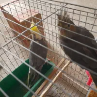 جفت عروس هلندی ۶ تخم|پرنده|بمپور, |دیوار