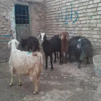 بزشیری