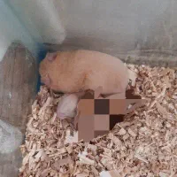 همستر نر و ماده با یک بچه