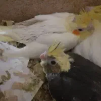 طوطی هلندی  یکی سیاه وزرد