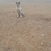 سگ خراسانی|سگ|شیروان (خراسان), |دیوار