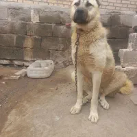 واگذاری گانگال نره|سگ|ماکو, |دیوار