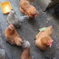 مرغ محلی تخم گذار