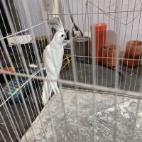 عروس هلندی قناری|پرنده|تربت جام, معدآباد|دیوار