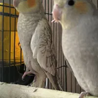 عروس هلندی.عروس هلندی نر و ماده جوجه عروس|پرنده|قم, پردیسان|دیوار