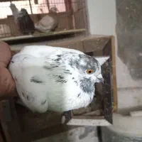 کبوتر|پرنده|آمل, |دیوار