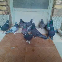 کبوتر پر  روزگاری|پرنده|لاران, |دیوار