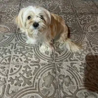 سگ شیدزو پا کوتاه|سگ|کرمان, |دیوار