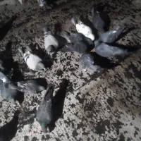 کبوتر|پرنده|بستان آباد, |دیوار