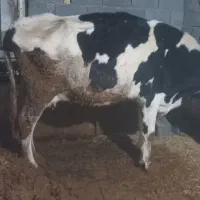 هیجده راس بره ماده و گاو قصر|حیوانات مزرعه|کمیجان, |دیوار