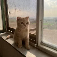 گربه اسگاتیش