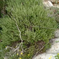 فروش اویشن صادراتی ، برگ پهن