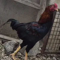 خروس لاری  درجه یک