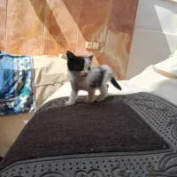 گربه|گربه|اصفهان, پروین|دیوار
