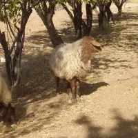 قوچ افشار|حیوانات مزرعه|خانمیرزا, |دیوار