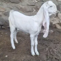 بزگلابی|حیوانات مزرعه|کرمانشاه, |دیوار