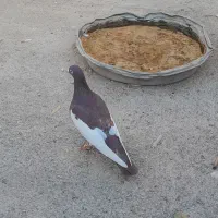 کفتر یهودی|پرنده|تربت‌حیدریه, پایانه مسافربری تربت حیدریه|دیوار