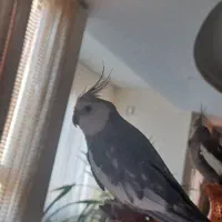 جفت عروس هلندی سالم وسرحال و سخنگو