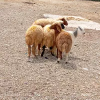 بره 4نر