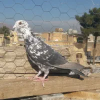 کبوتر سینه سفید ماده و سرور سرخ نر