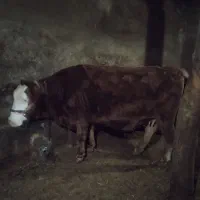 دوتا گاویکی چهل روز مونده به زایمان قرمزه